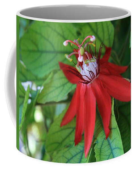 Red Passion Coffee Mug featuring the photograph Red Passion by Marna Edwards Flavell