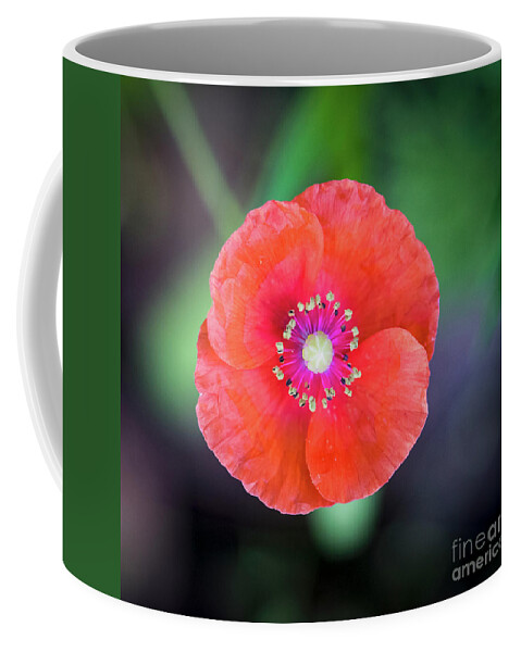 Red Poppy Coffee Mug featuring the photograph Red Poppy by Mitch Shindelbower