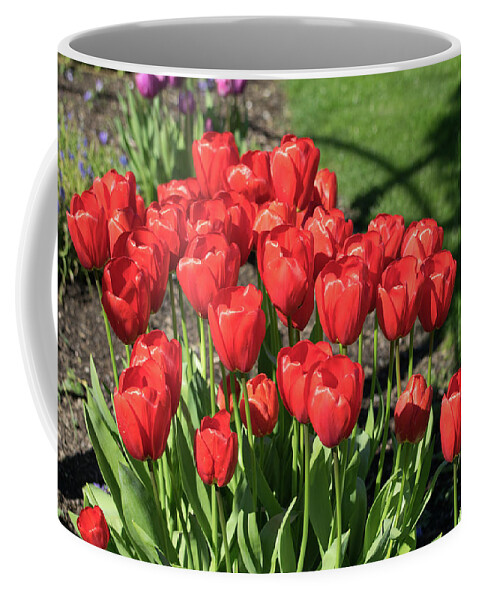 Red; Tulips; Springtime; Flowers; Bouquet; Skagit County; Spring; Farm; Fertile; Crops; Agriculture; Mt Vernon; Farmland; Plant; Grow; Cultivate; Harvest; Rural; Beauty; Washington; Skagit County Coffee Mug featuring the photograph Red Royalty by Tom Cochran