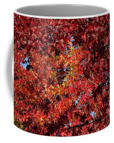 Red Leaves Coffee Mug featuring the photograph Red Sea by Donna Blackhall