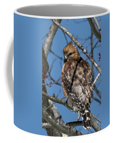 Red Shouldered Hawk Coffee Mug featuring the photograph Red Shouldered Hawk 2017 by Bill Wakeley
