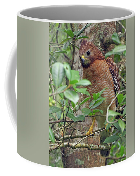 Raptor Coffee Mug featuring the photograph Red-shouldered Hawk by Farol Tomson