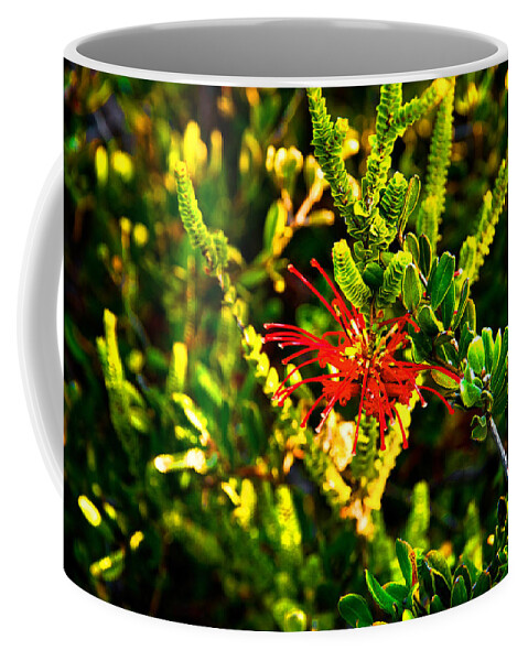 Grevillea Speciosa Ssp. Speciosa Coffee Mug featuring the photograph Red spider flower by Miroslava Jurcik