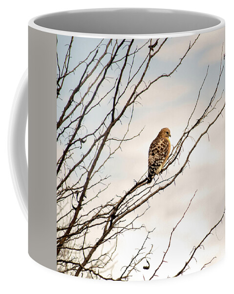 Wildlife Coffee Mug featuring the photograph Red-Tailed Hawk by Brad Thornton