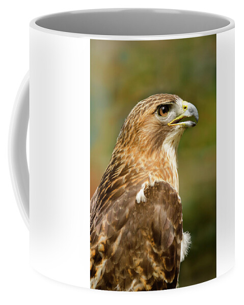 Animal Coffee Mug featuring the photograph Red-Tailed Hawk Close-up by Ann Bridges