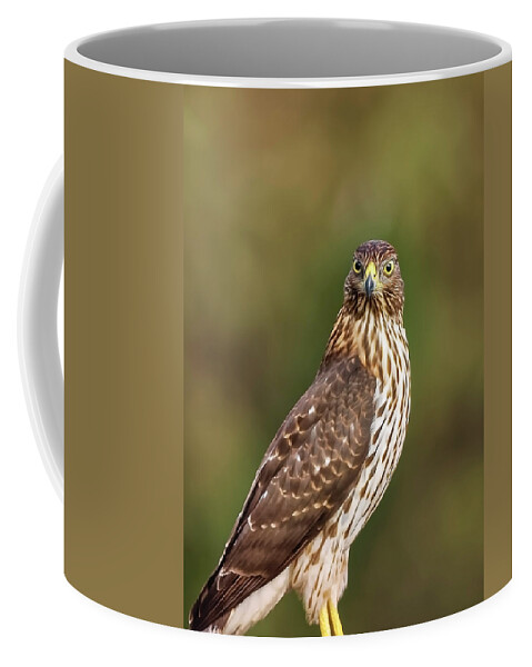 Amelia Island Coffee Mug featuring the photograph Red-Tailed Hawk by Peter Lakomy