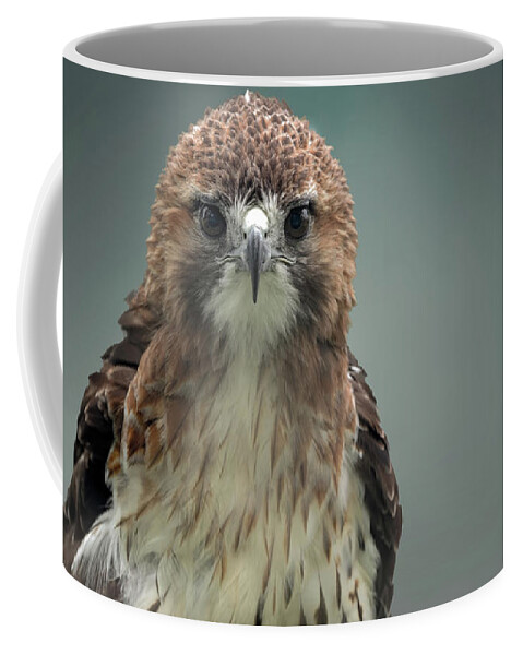 Red Tailed Hawk Coffee Mug featuring the photograph Red Tailed hawk up close portrait by Sam Rino