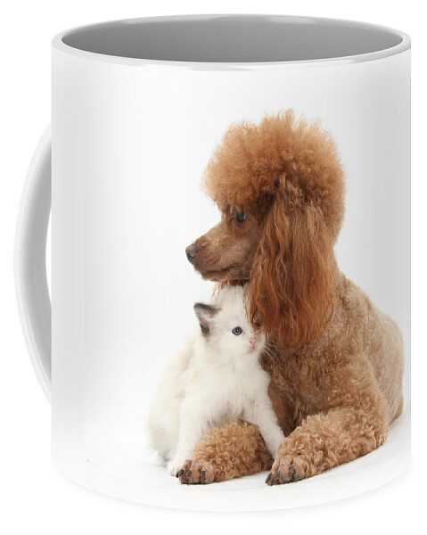 Animal Coffee Mug featuring the photograph Red Toy Poodle And Kitten by Mark Taylor
