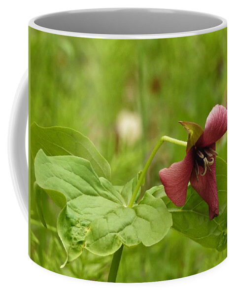 Trillium Coffee Mug featuring the photograph Red Trillium by Betty-Anne McDonald