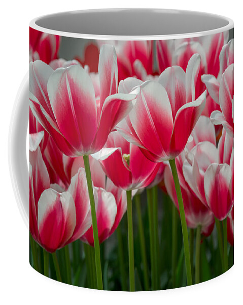 Holland Coffee Mug featuring the photograph Red Tulips by Cheryl Schneider