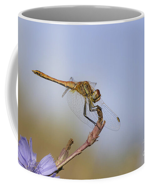 Animal Coffee Mug featuring the photograph Red veined Darter Dragonfly by Jivko Nakev
