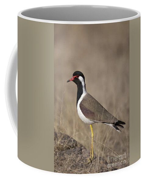 Red-wattled Lapwing Coffee Mug featuring the photograph Red-wattled Lapwing by Bernd Rohrschneider/FLPA