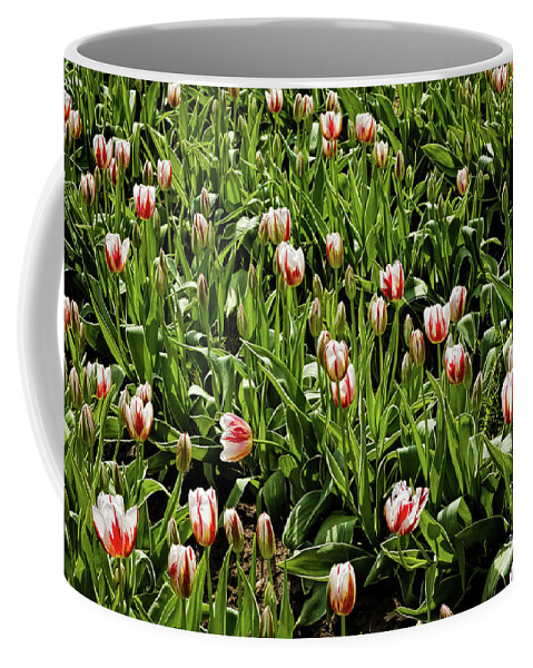 Red White And Green Coffee Mug featuring the photograph Red White and Green by Jon Burch Photography