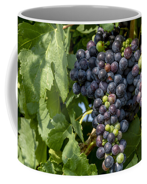 Colorado Vineyard Coffee Mug featuring the photograph Red Wine Grapes on the Vine by Teri Virbickis