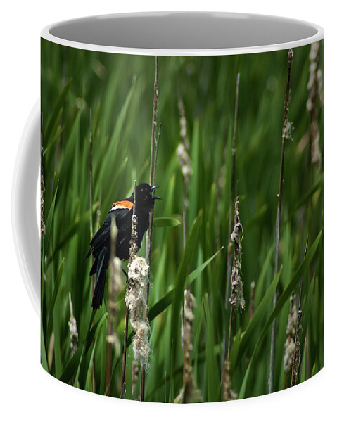 Red-winged Black Bird Coffee Mug featuring the photograph Red-winged Blackbird Calling by Onyonet Photo studios