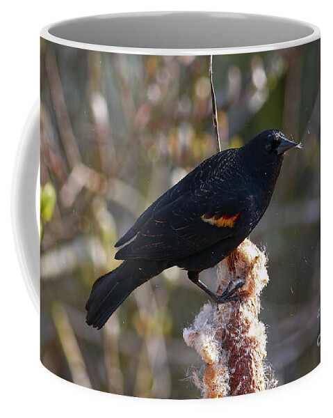 Red-winged Blackbird Coffee Mug featuring the photograph Red-winged Blackbird on Cattail Reed by Sharon Talson