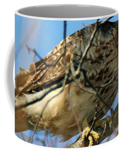 Wildlife Coffee Mug featuring the photograph Redtail Among Branches by William Selander