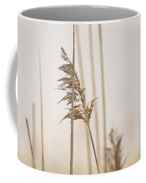 Minimalism Coffee Mug featuring the photograph Reeds in the Mist III by Marianne Campolongo