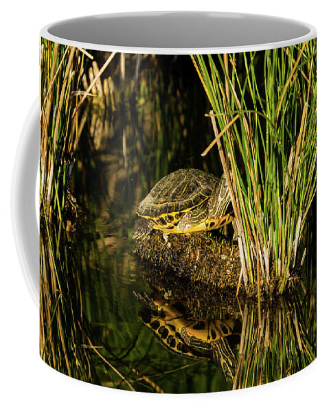 Reflection Coffee Mug featuring the photograph Reflect This by Douglas Killourie