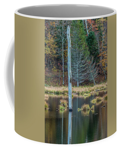 Autumn Coffee Mug featuring the photograph Reflected tree by Paul Freidlund