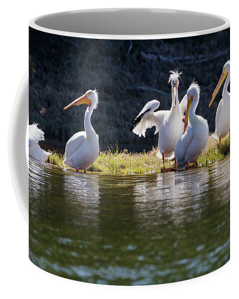 Mark Miller Photos Coffee Mug featuring the photograph Relaxing American White Pelicans by Mark Miller