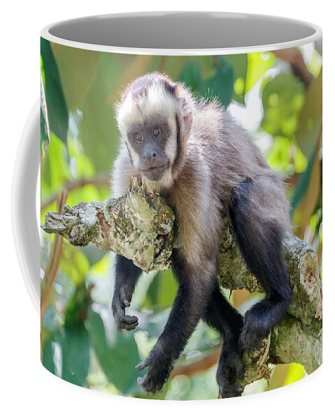 Capuchin Coffee Mug featuring the photograph Relaxing Capuchin Monkey by Jess Kraft