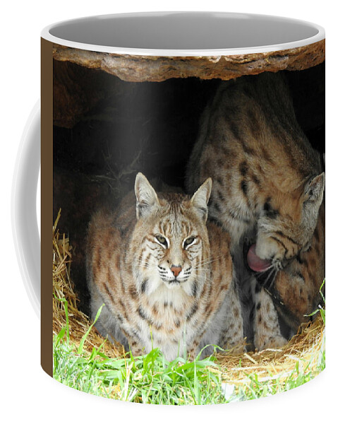 Relaxing Felines Coffee Mug featuring the photograph Relaxing Felines by Kathy M Krause