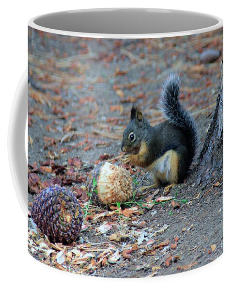 Squirrel.tree Coffee Mug featuring the photograph Remember To Chew Your Food by Sean Sarsfield