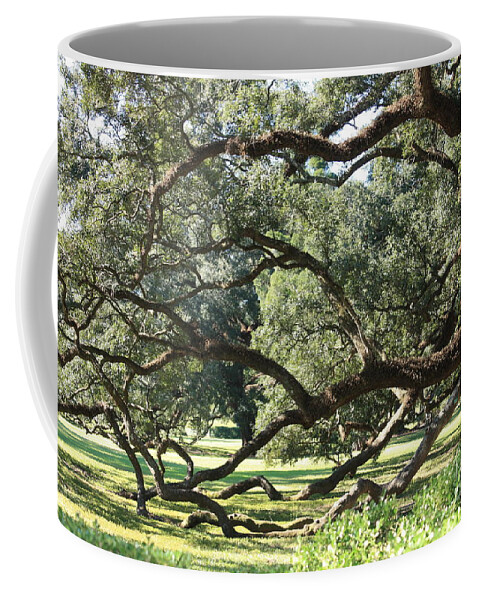 Tree Coffee Mug featuring the photograph Resting Live Oaks by Carol Groenen