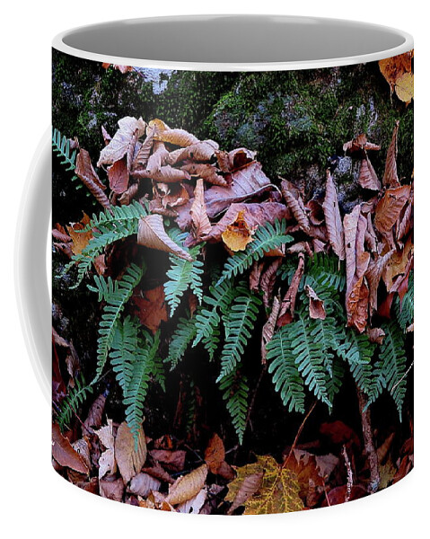 Fern Coffee Mug featuring the photograph Resurrection Fern Along The Appalachian Trail by Daniel Reed
