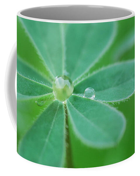 Plant Coffee Mug featuring the photograph Retaining Water by Donna Blackhall