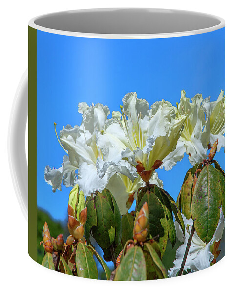Nature Coffee Mug featuring the photograph Rhododendron ciliicalyx DTHN0213 by Gerry Gantt