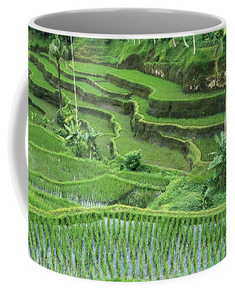 Mp Coffee Mug featuring the photograph Rice Oryza Sativa Paddy In The Ubud by Cyril Ruoso
