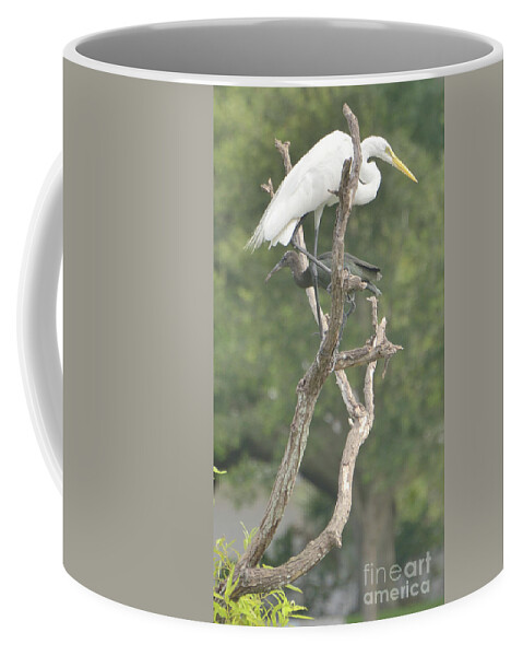 Nature Coffee Mug featuring the photograph Right by Alison Belsan Horton