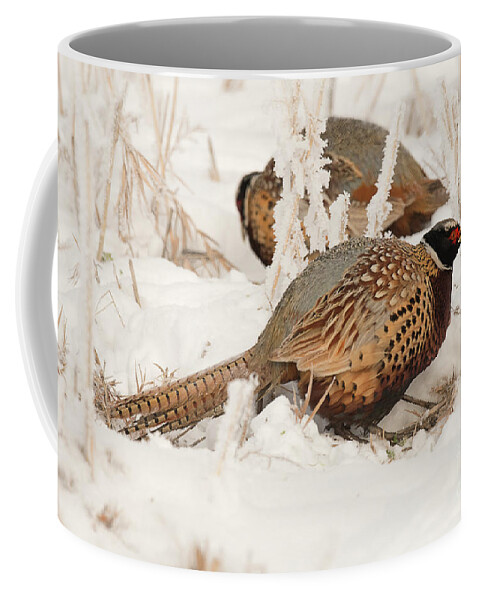 Bird Coffee Mug featuring the photograph Ring-necked Pheasant Hunting in the Snow by Dennis Hammer