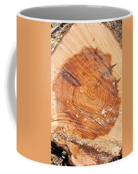 Annual Rings Coffee Mug featuring the photograph Rings on a tree trunk by Shay Levy