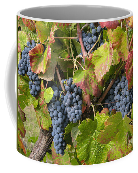 Vineyard Coffee Mug featuring the photograph Ripe On The Vine by Arlene Carmel