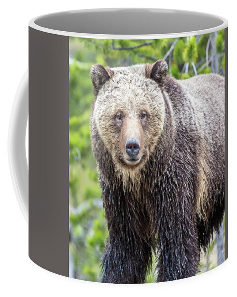 Grizzly Coffee Mug featuring the photograph River Crossing by Kevin Dietrich
