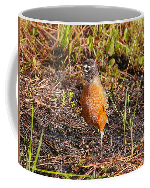 Robin Coffee Mug featuring the photograph Robin by Dart Humeston