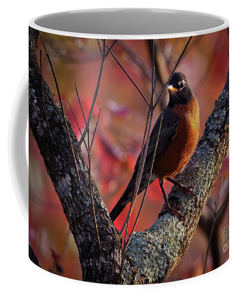 Robin Coffee Mug featuring the photograph Robin in the Dogwood by Douglas Stucky