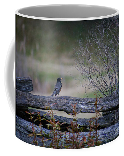 Robin Coffee Mug featuring the photograph Robin in the Rain by Rachel Morrison