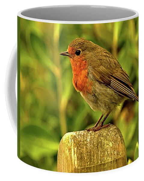 Animals Coffee Mug featuring the photograph Robin on a Post by Richard Denyer