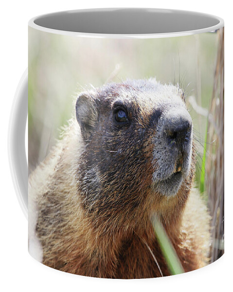 Rock Chuck Coffee Mug featuring the photograph Rock Chuck by Alyce Taylor