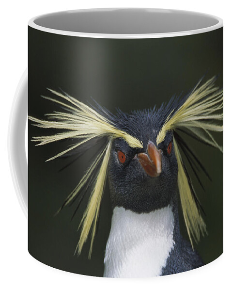Mp Coffee Mug featuring the photograph Rockhopper Penguin Eudyptes Chrysocome by Tui De Roy