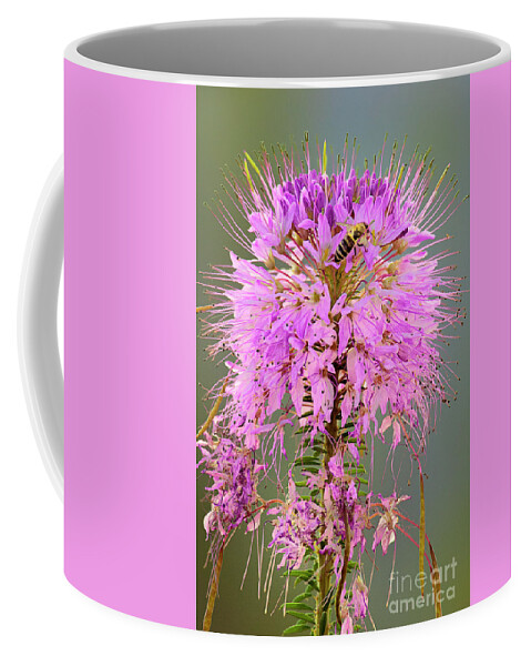 Dave Welling Coffee Mug featuring the photograph Rocky Mountain Beeplant Cleome Serrulata And Honey Bee by Dave Welling