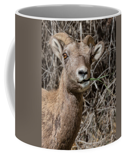 Rocky Mountain Coffee Mug featuring the photograph Rocky Mountain Bighorn Ewe by Kathleen Bishop