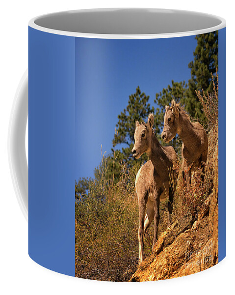 Rocky Mountain Bighorn Sheep Lambs Coffee Mug featuring the photograph Rocky Mountain Bighorn Sheep Lambs by Priscilla Burgers
