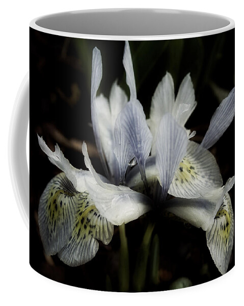 Iris 'katharine Hodgkin' Coffee Mug featuring the photograph Romantic Dwarf Iris by Richard Cummings