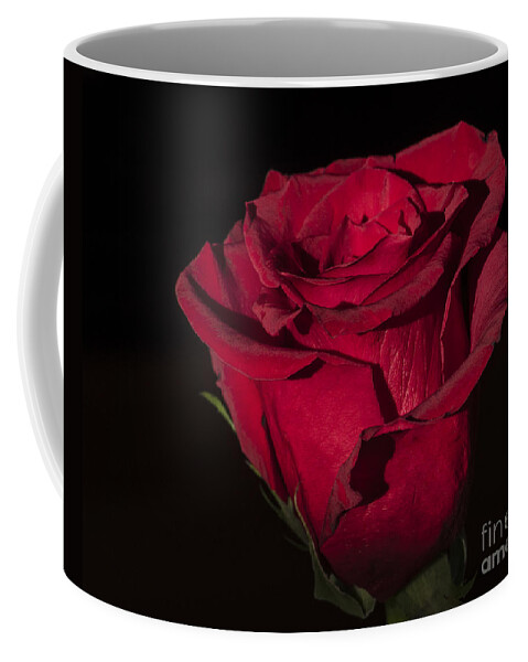 Flower Coffee Mug featuring the photograph Romantic Rose by Joann Long