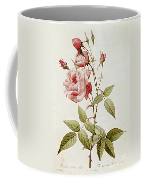 Rosa Coffee Mug featuring the painting Rosa Indica Vulgaris by Pierre Joseph Redoute